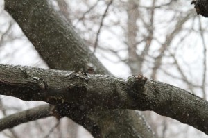 Snow falls near Columbia Pike