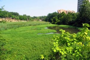 The beaver pond in Ballston