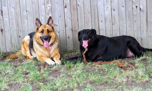 Dogs relaxing in the shade at the 2011 Columbia Pike Blues Festival