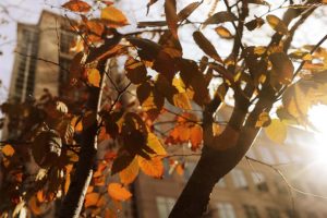 Leaves in the afternoon sunlight (photo by Maryva2)