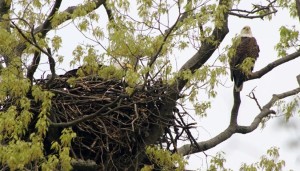 Eagles along Spout Run by Philliefan99