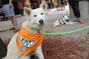 Dog up for adoption at Taste of Arlington 2012