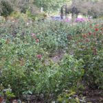 Fall rose buds at the Bon Air Rose Garden were decimated by midge