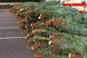 Arlington Optimist Club Christmas tree sale