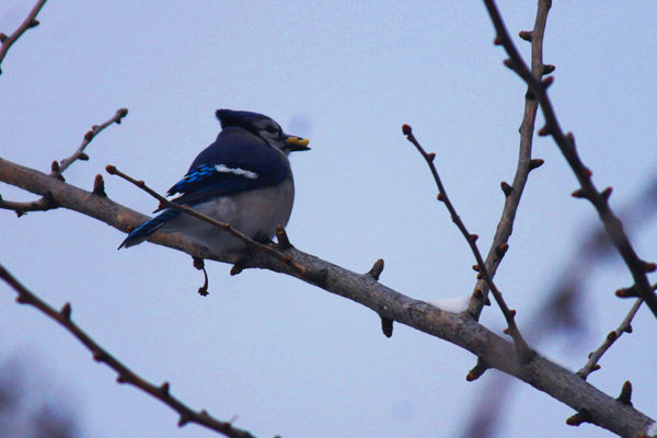 Blue jay in North Arlington