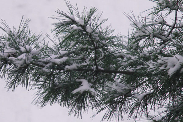 Snowy branches