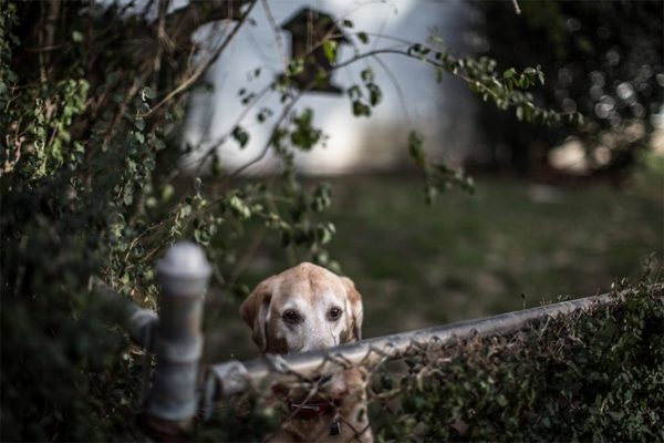 Molly the Dog by Ddimick