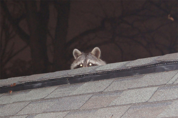 Visitor watching me work at home office (photo by wolfkann)