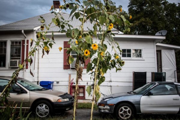 Sunflowers in South Arlington (Flickr pool photo by Ddimick)