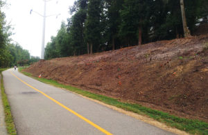 Restoration along W&OD trail