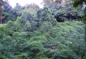 Invasive plants like porcelain berry overtake part of W&OD Trail in August 2013 (photo via Remove Invasive Plants Facebook page)