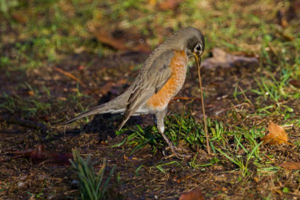 A robin finds a post-snowstorm worm in Arlington (Flickr pool photo by Wolfkann)