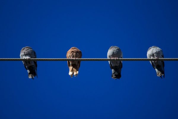 Pigeons on a wire (Flickr pool photo by Wolfkann)