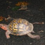 Animal Feeding 101 at Potomac Overlook Park