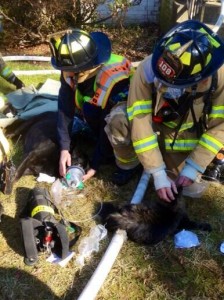 McLean house fire dog and cat rescue