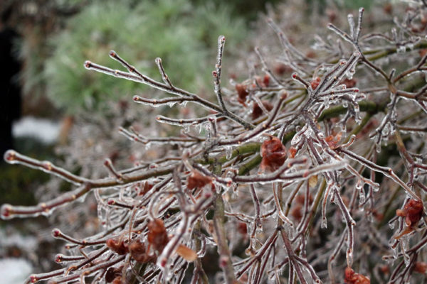 Ice on tree branches 