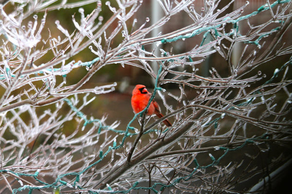 Cardinal in Alcova Heights (photo by Matt Henneman)