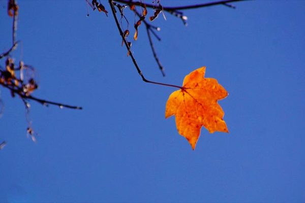 Leaf holdout (Flickr pool photo by Philliefan99)