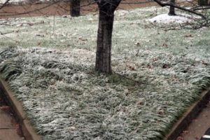 Snow starting to stick in Pentagon City