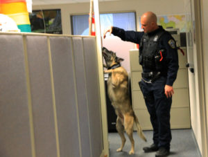 ACPD K-9 Ozzie demonstrates his tracking skills