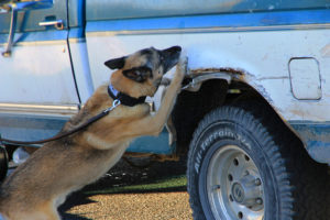 ACPD K-9 "Ozzie" searches a suspect vehicle for drugs