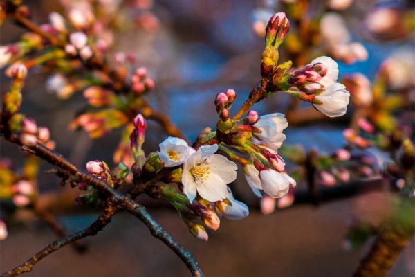 Cherry Blossoms (Flickr pool photo by Nathan Jones)