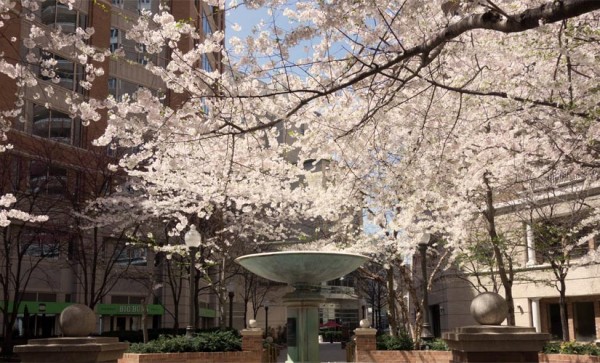 "Arlington Blossoms" (Flickr pool photo by J. Sonder)