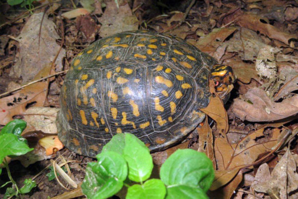 Box turtle (photo via Rachel Tolman)