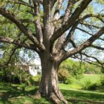 A white oak at 400 N. Manchester Street in Bluemont