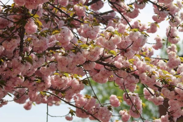 Tree in bloom near Four Mile Run