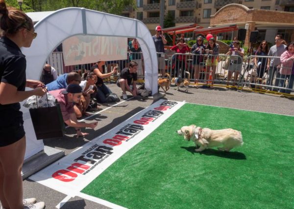 A corgi participates in the World Pup Tournament at Taste of Arlington on Sunday (Flickr pool photo by Rob Cannon)