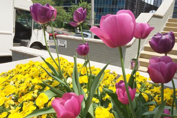 Flowers in bloom on a Rosslyn street corner