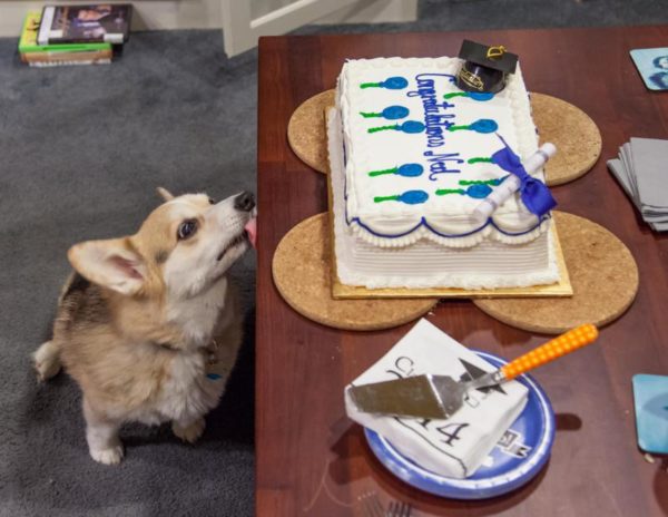 Corgi eyes a graduation cake (Flickr pool photo by Eric)