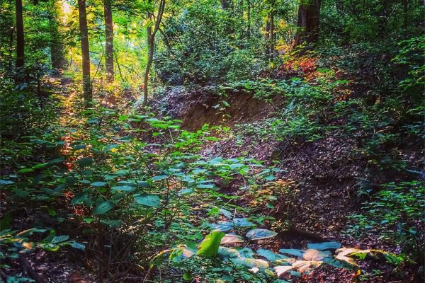 Glencarlyn Park (Flickr pool photo by Dennis Dimick)