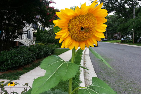 Sunflower on N. Stafford Street