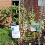 Plants at Arlington Central Library's volunteer garden