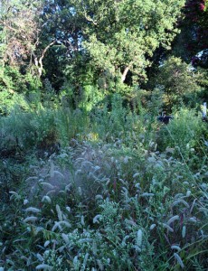 Bristlegrass and Conyza Canadensis (photo by Mary McCutcheon)