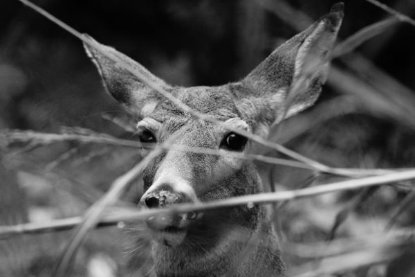 "look from front yard visitor" (Flickr pool photo by wolfkann)