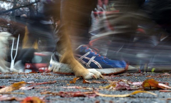 A person and a dog participate in Thursday's Arlington Turkey Trot 5K (Flickr pool photo by Kevin Wolf)