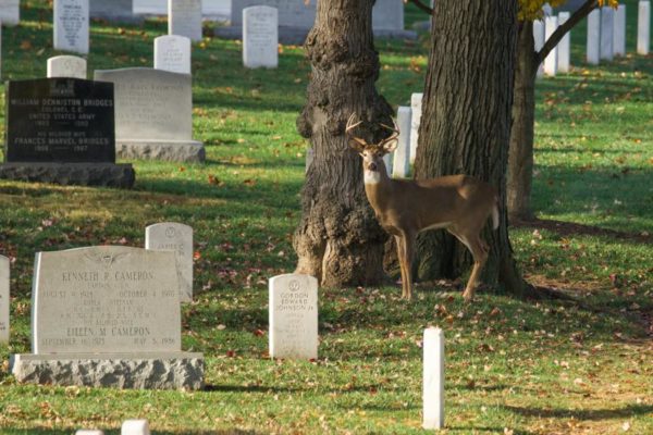 Stag at Arlington National Cemetery (Flickr pool photo by Kevin Wolf)