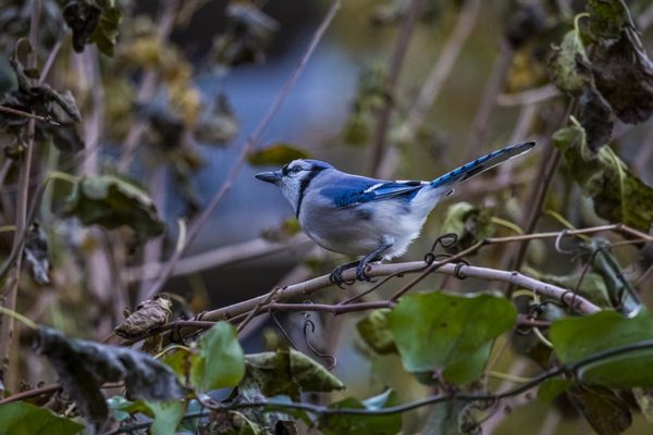 Blue jay (Flickr pool photo by Erinn Shirley)