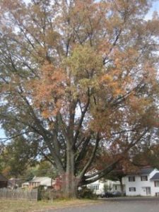 Oak tree at N. Nottingham and 27th Streets (photo via iPetitions)