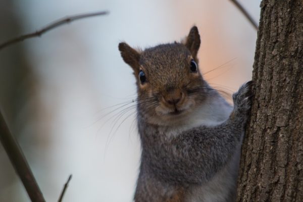 Gray squirrel (Flickr pool photo by Erinn Shirley)