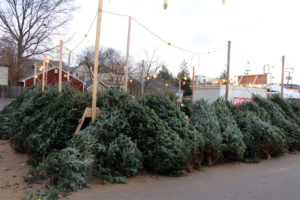 The Optimist Club's Christmas Tree sale at 2213 N. Glebe Road