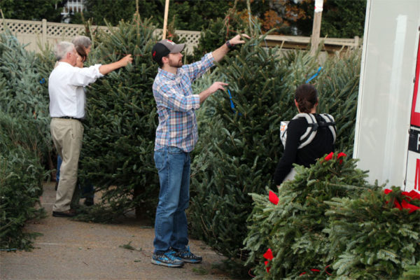 The Optimist Club's Christmas Tree sale at 2213 N. Glebe Road