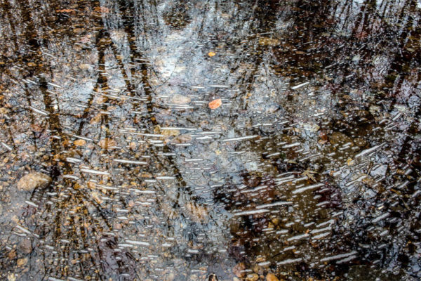 Long Branch, viewed at Glencarlyn Park (Flickr pool photo by Dennis Dimick)