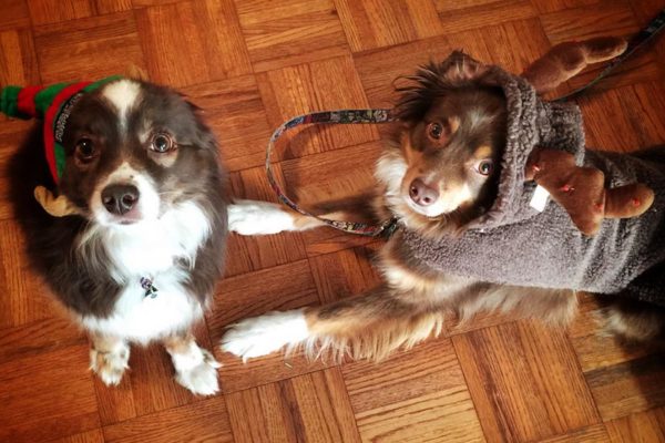 Festive dogs (Flickr pool photo by Desiree L.C.) Festive dogs (Flickr pool photo by Desiree L.C.)