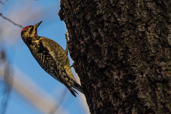 Yellow-bellied sapsucker in Barcroft Park (Flickr pool photo by Erinn Shirley)