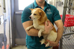 AWLA Director of Behavior and Adoptions Kevin Simpson holding Corgi mix Abi