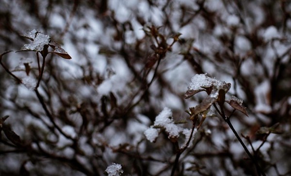 A dusting of snow in January (Flickr pool photo by Brendan)